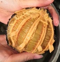 Kersen Costco特供盐干开口海参454g