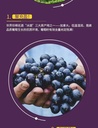 Webber Naturals韦伯高浓度葡萄籽精华90粒